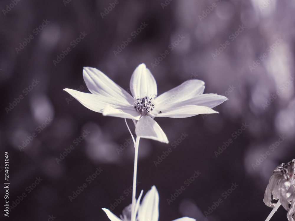 infrared photography - ir photo of a flower infrared photography - ir photo of a flower
