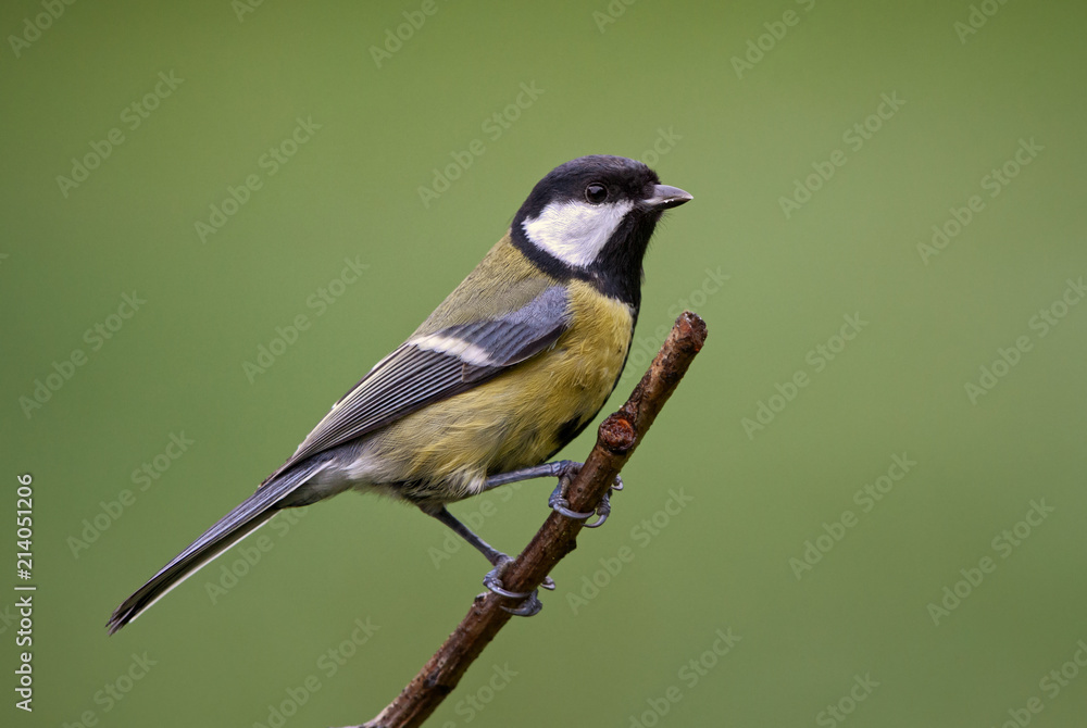 Great Tit - Parus major, common tit from European gardens and forests. Great Tit - Parus major, common tit from European gardens and forests.