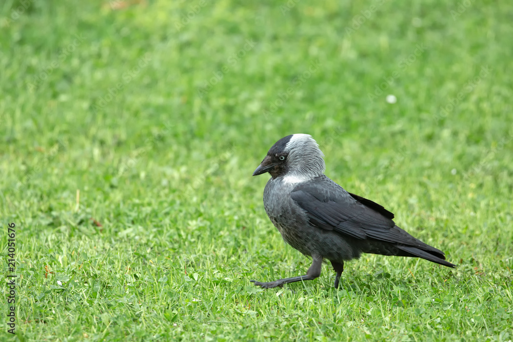 Eurasian Jackdaw (Corvus monedula) walks on the lawn Eurasian Jackdaw (Corvus monedula) walks on the lawn