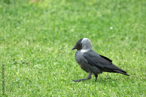 Eurasian Jackdaw  Corvus monedula  walks on the lawn