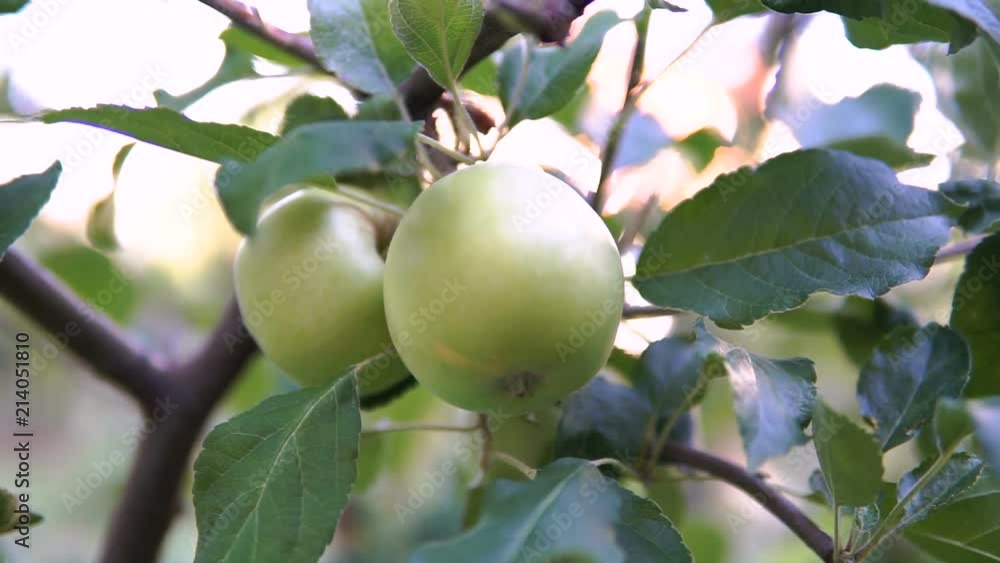 Green apples on the branch. Apples On The Tree. Green apples on the branch. Apples On The Tree.