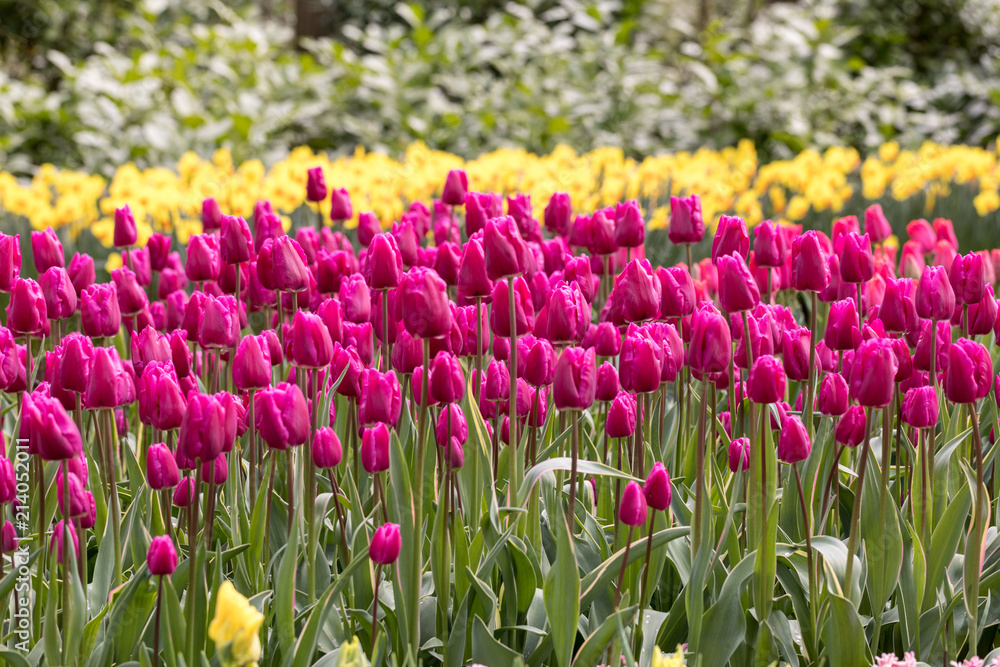 Purple l tulips and yellow daffodils blooming in a garden Purple l tulips and yellow daffodils blooming in a garden