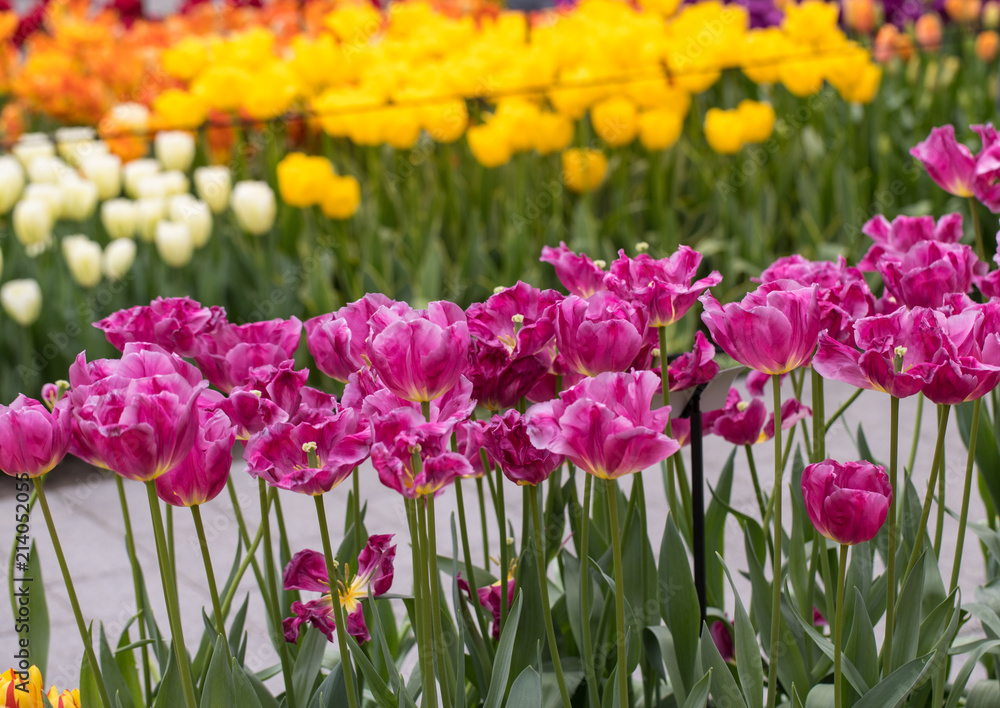 Obraz premium colorful tulips flowers blooming in a garden