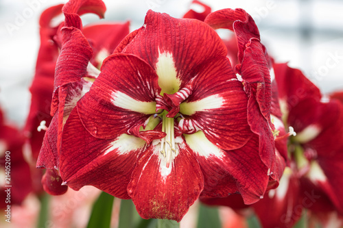 red and white amaryllis flower blooming in a natural garden photo