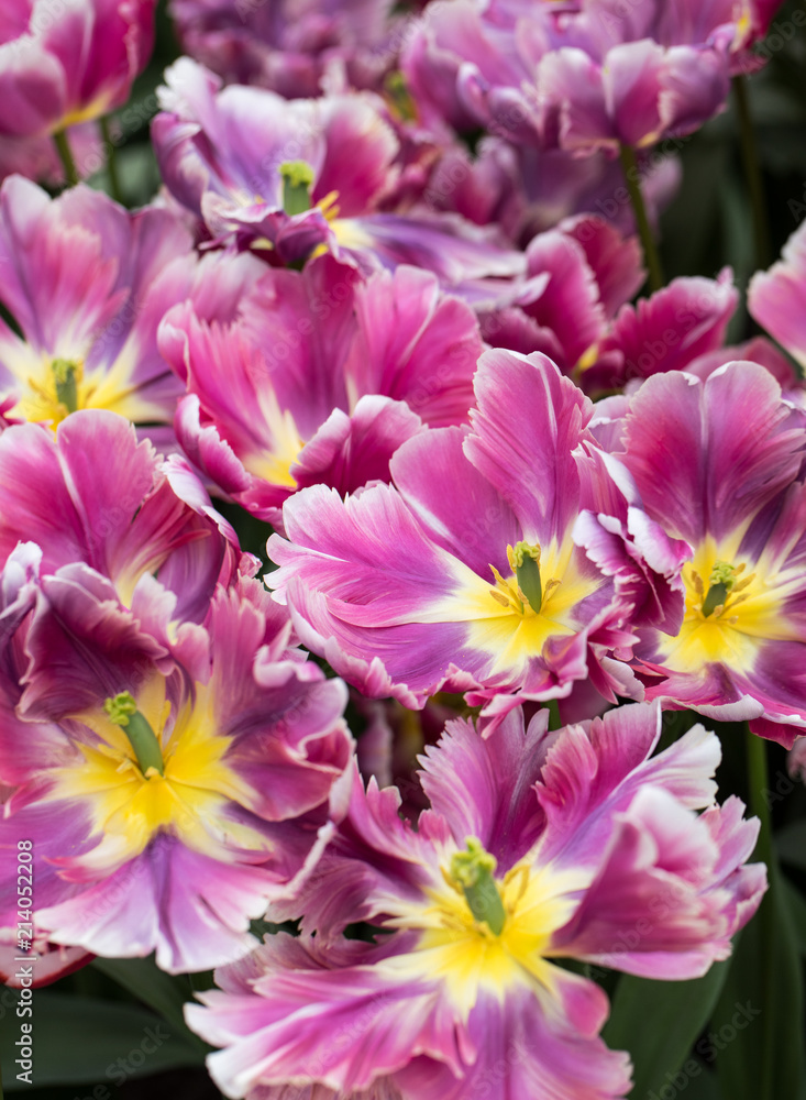 colorful botanical tulips flowers blooming in a garden