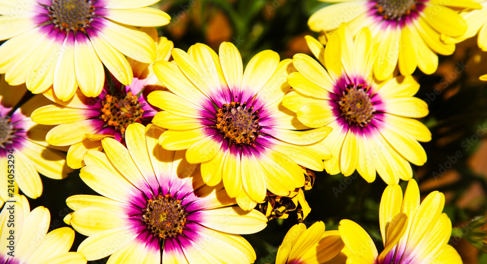 Yellow Flowers Yellow Flowers