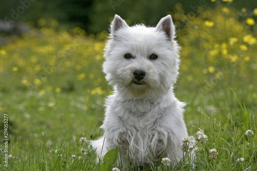 West-highland white terrier sitting in meadow with yellow flowers, watching interested.