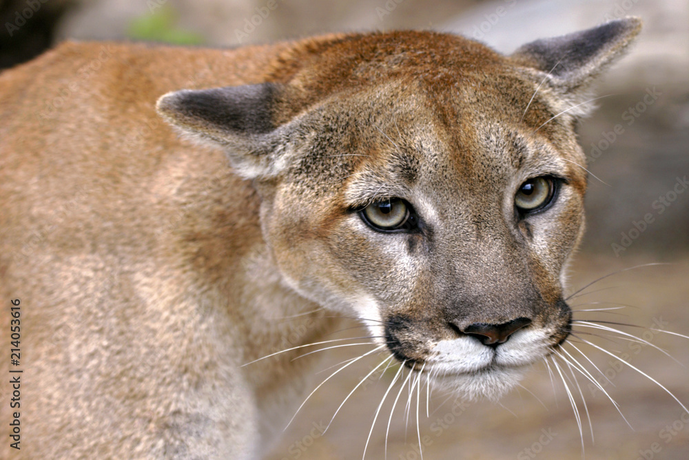 Obraz premium Oczy lwa górskiego, portret Cougar z bliska
