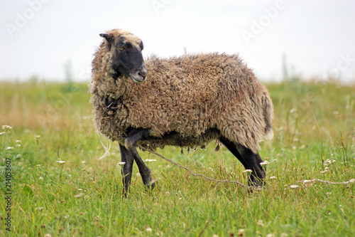 a sheep grazing at the pasture photo