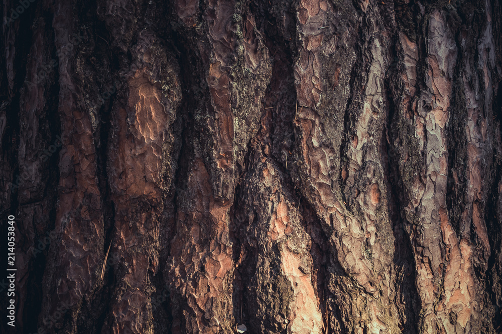 Texture of pine bark Texture of pine bark
