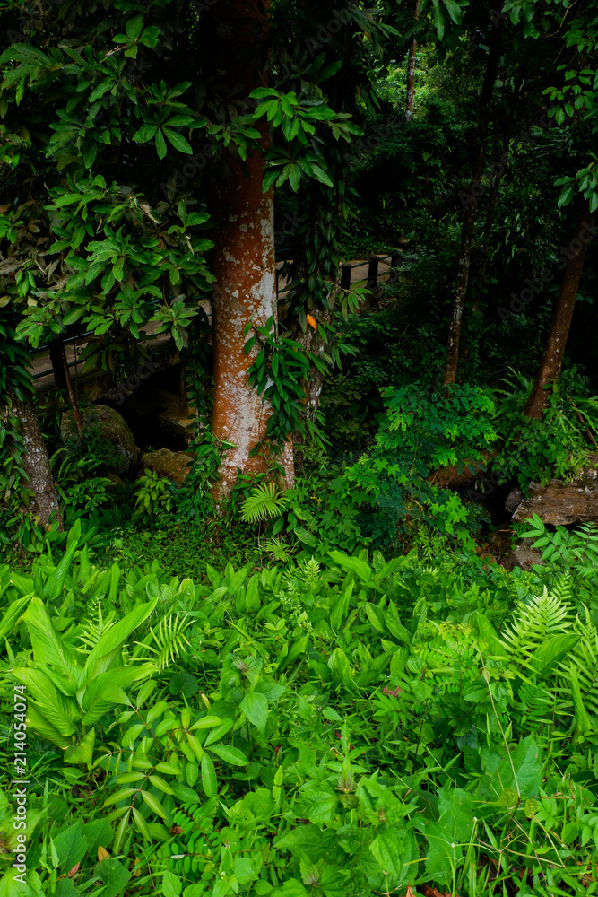 Fototapeta premium Fern bushes in a forest covered with moss