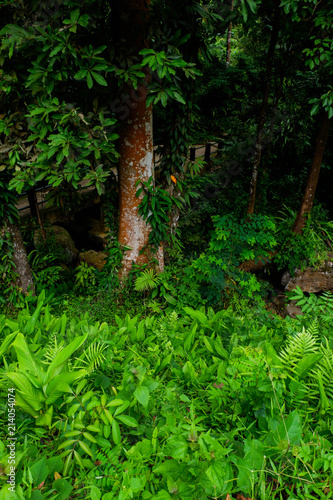 Fern bushes in a forest covered with moss © khlongwangchao