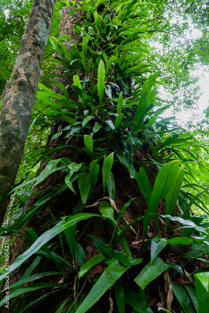 Trees with moss surrounded by fern plants on the forest floor taken at the temperate Rain Forest Trees with moss surrounded by fern plants on the forest floor taken at the temperate Rain Forest