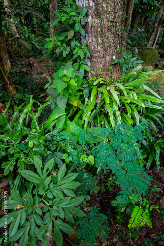 Trees with moss surrounded by fern plants on the forest floor taken at the temperate Rain Forest 