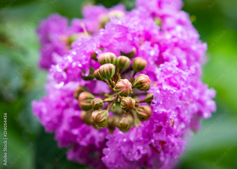 fresh Salao flower with natural blurry background fresh Salao flower with natural blurry background