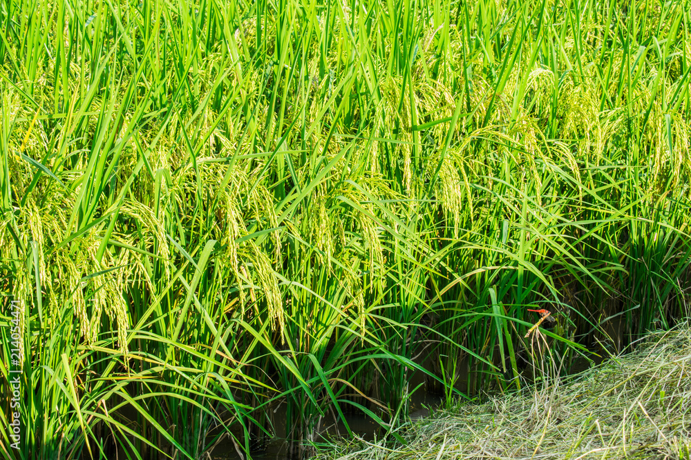 Rice field in Thailand. Rice field in Thailand.