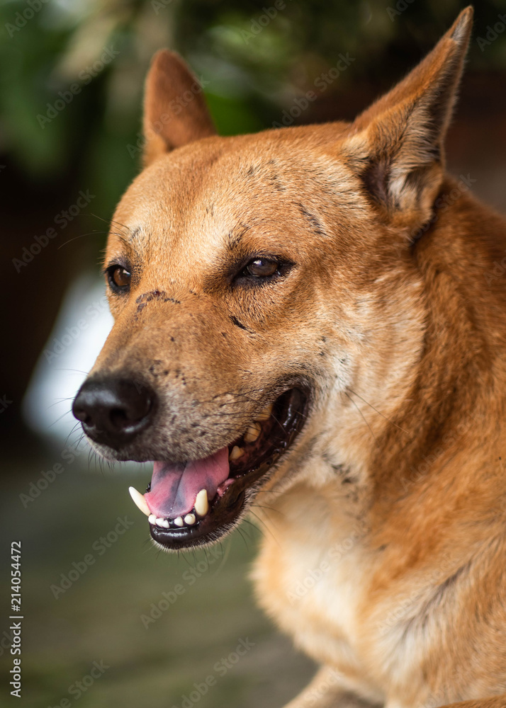 Thai red dog sitting with open mouth Thai red dog sitting with open mouth