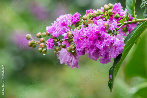 fresh Salao flower with natural blurry background