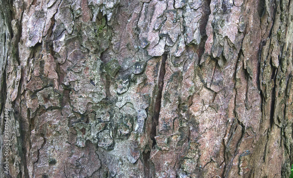 Minsk, Belarus, 07/15/2018 Fragment of the bark of the old tree Minsk, Belarus, 07/15/2018 Fragment of the bark of the old tree