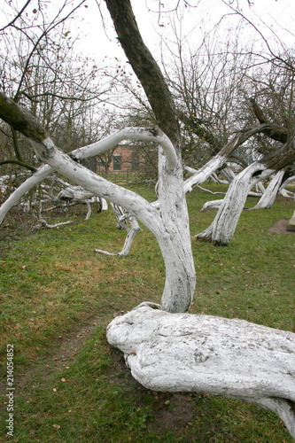 Marvelous ancient 200 years old apple orchard-colony of 15 intricately curved trees in Krolevetz, Ukraine photo