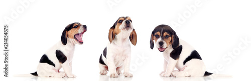 Photography Three beautiful beagle puppies