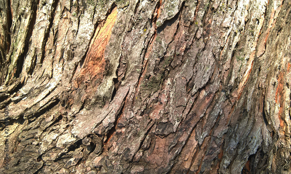 Minsk, Belarus, 07/15/2018 Fragment of the bark of the old tree Minsk, Belarus, 07/15/2018 Fragment of the bark of the old tree