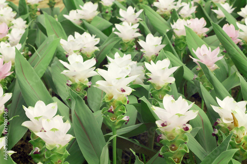 Siam tulips flowers  Krachiao or Pathumma  blooming in the garden.