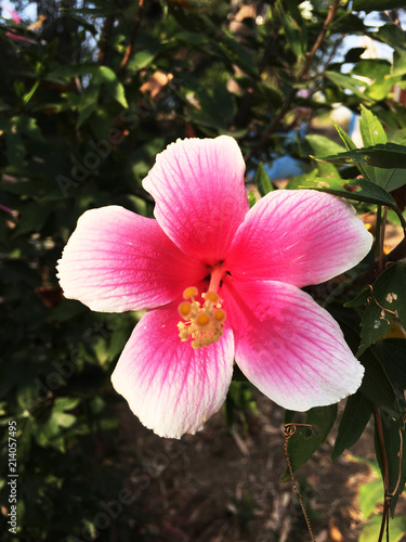 Pink Chinese Hibiscu ,China Rose, Hawaiian Hibiscu, Tropical Hibiscu