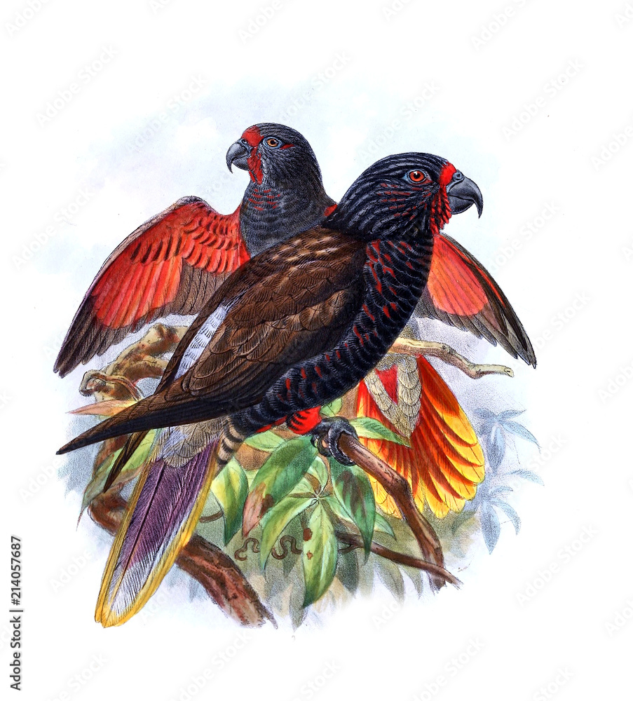 Fototapeta premium Illustration of bird