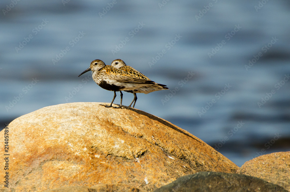 dunlin dunlin