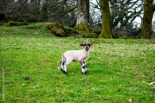 A black and white lamb looking this was in a field with green grass