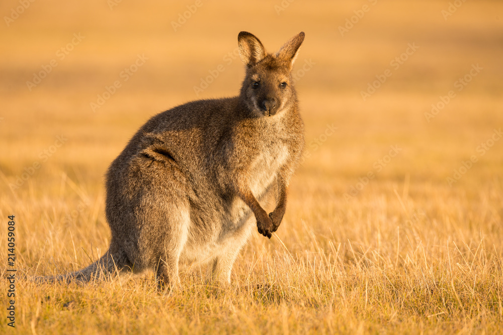 Fototapeta premium Kangaroo in a field during a golden sunset