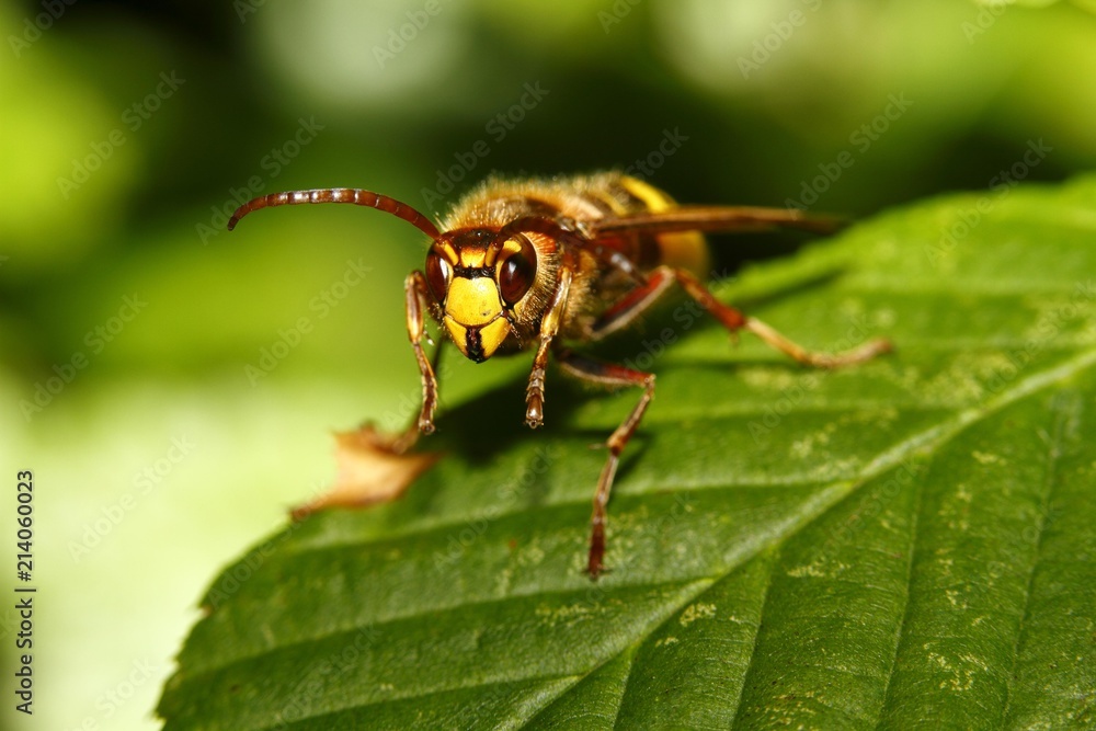 Hornet (Vespa crabro) resting on a leaf, Limburg, Hesse, Germany, Europe Hornet (Vespa crabro) resting on a leaf, Limburg, Hesse, Germany, Europe