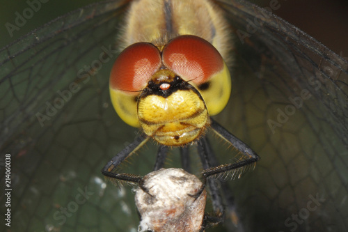 Ruddy Darter (Sympetrum sanguineum), detail view of the head of a dragonfly, Burgenland, Austria, Europe