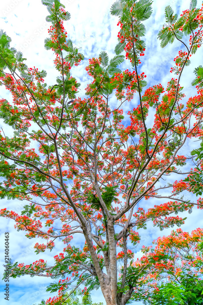 Red royal poinciana flowers bloom with beautiful blue sky background, this is the blooming flowers in the summer monsoon tropics Red royal poinciana flowers bloom with beautiful blue sky background, this is the blooming flowers in the summer monsoon tropics