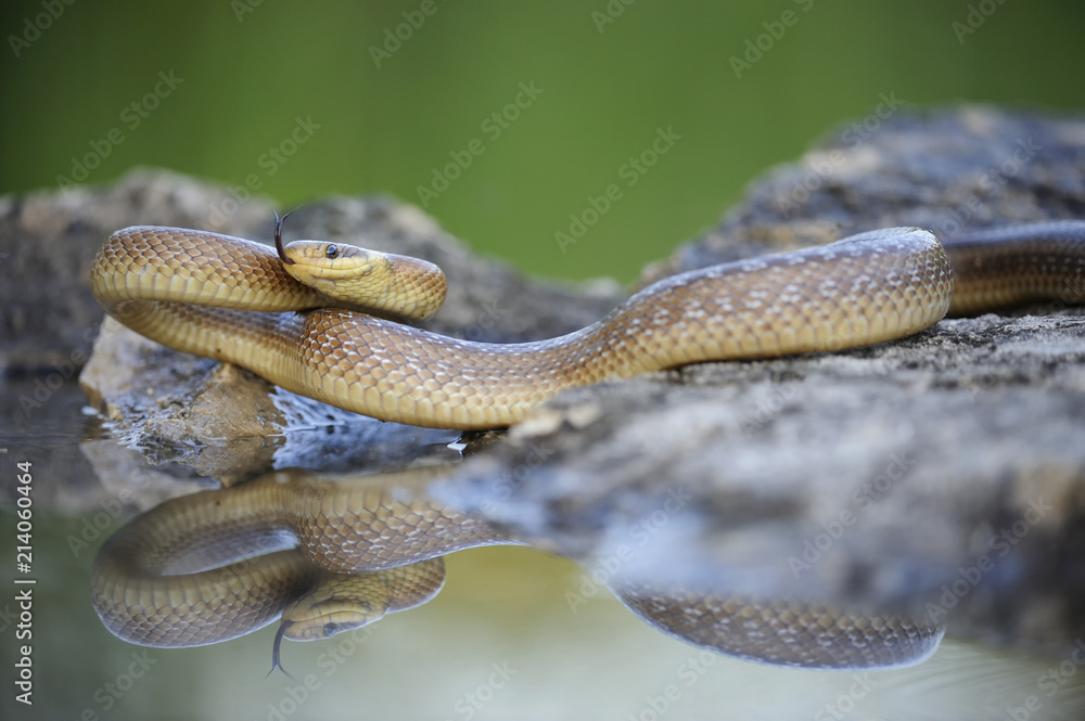 Aesculapian Snake (Zamenis longissimus) at water's edge, darting its tongue, reflection, Pleven region, Bulgaria, Europe Aesculapian Snake (Zamenis longissimus) at water's edge, darting its tongue, reflection, Pleven region, Bulgaria, Europe