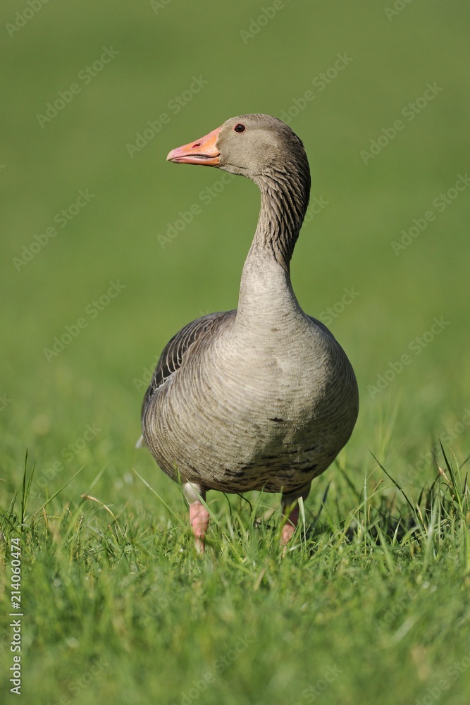 Greylag Goose (Anser anser) standing in a meadow, Thuringia, Germany, Europe Greylag Goose (Anser anser) standing in a meadow, Thuringia, Germany, Europe