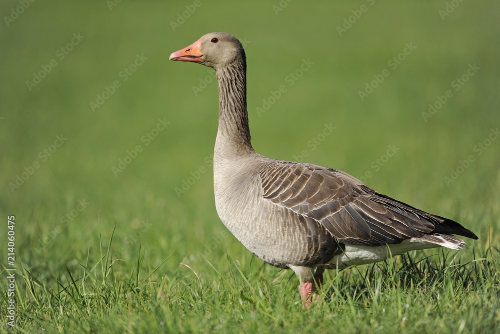 Greylag Goose (Anser anser) standing in a meadow, Thuringia, Germany, Europe Greylag Goose (Anser anser) standing in a meadow, Thuringia, Germany, Europe