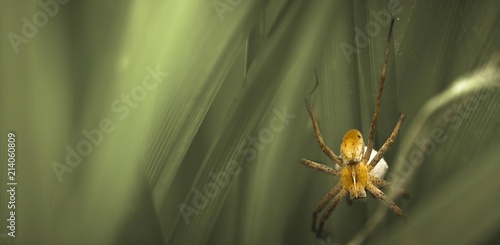 Close up of nursery web spider with egg sac