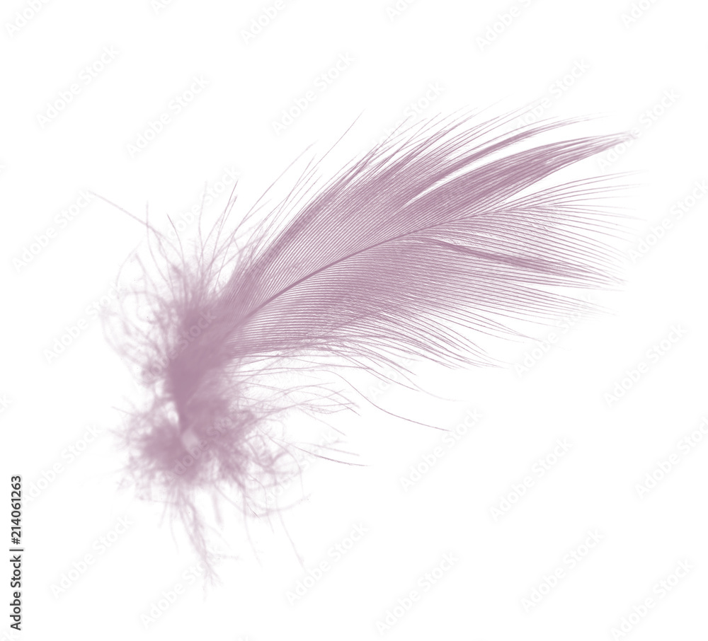 Fototapeta premium Beautiful violet - mauve mistkeys colors tone feather isolated on white background