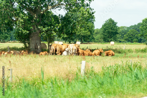 Cows lying under a tree on a farm in Germany