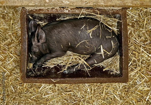 Black piglet sleeping in a feeding trough, Bavaria, Germany, Europe
