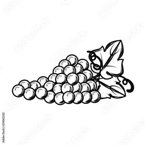 grapes cluster isolated icon
