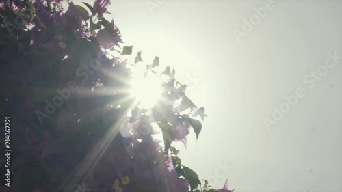 A short clip of some sunlight peaking through some beautiful flowers that were located inside of a garden in the historic La Alhambra in Granada, Spain