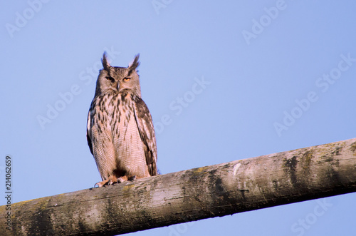 Eurasian eagle-owl