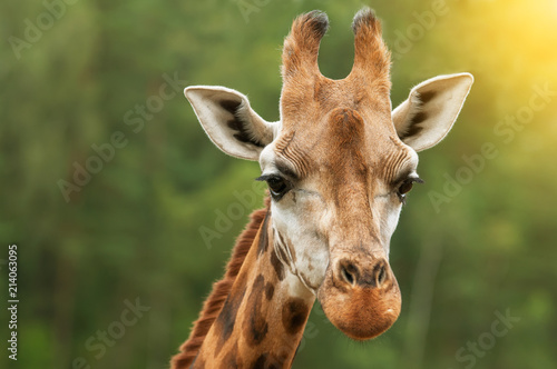Close up of a Giraffe © michelkarlsson
