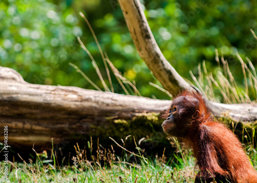 Orangutan baby looking for somethin © michelkarlsson