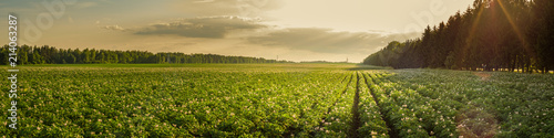 summer agricultural landscape. potato field in the rays of the setting sun