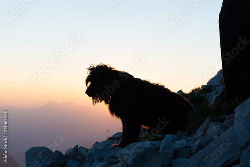 dog in the mountain during sunset
