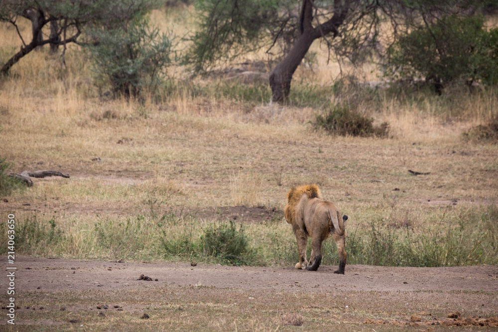 Fototapeta premium Löwe (Panthera leo)